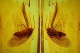 Fossil Adult (Imago) Moth (Lepidoptera) in Baltic Amber #173645-1